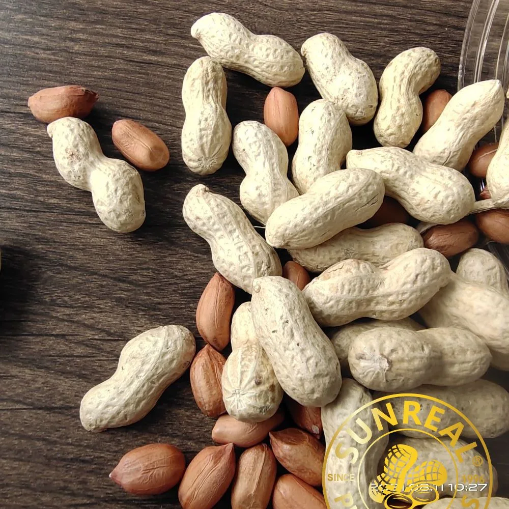 Raw Java Peanut in Shell/Superior Quality From China Snacks Food