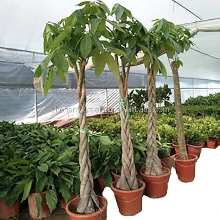 Cinco trenzas Pachira Macrocarpa chino Árbol de dinero Pachira para el hogar/Jardín Decoración