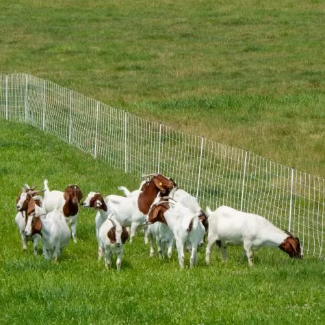 Heiß Getaucht Galvanisiert Hohe Zugspannung Feld Draht Ziege Drahtgeflecht