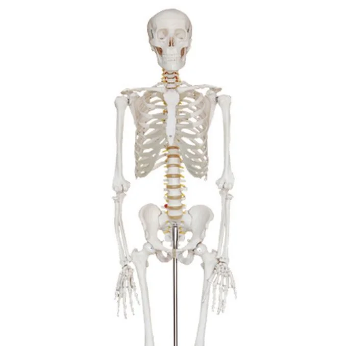 Advanced PVC Life Size 180cm Tall Anatomical Human Body Skeleton Model