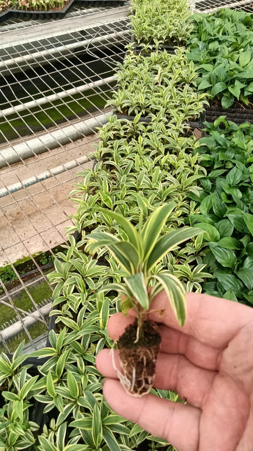 Cordyline Café Compacta Tray plantas de tecido Cultura Live Plant