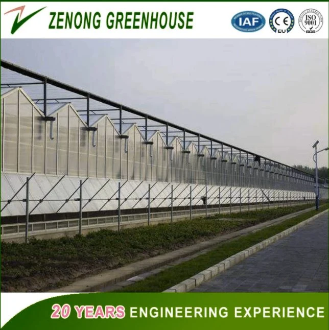 Intelligent and Low Cost Poly Carbonate Venlo Type PC Sheet Greenhouse for Vegetables/Crops/Fruits Growing in Clean &amp; Healthy Environment