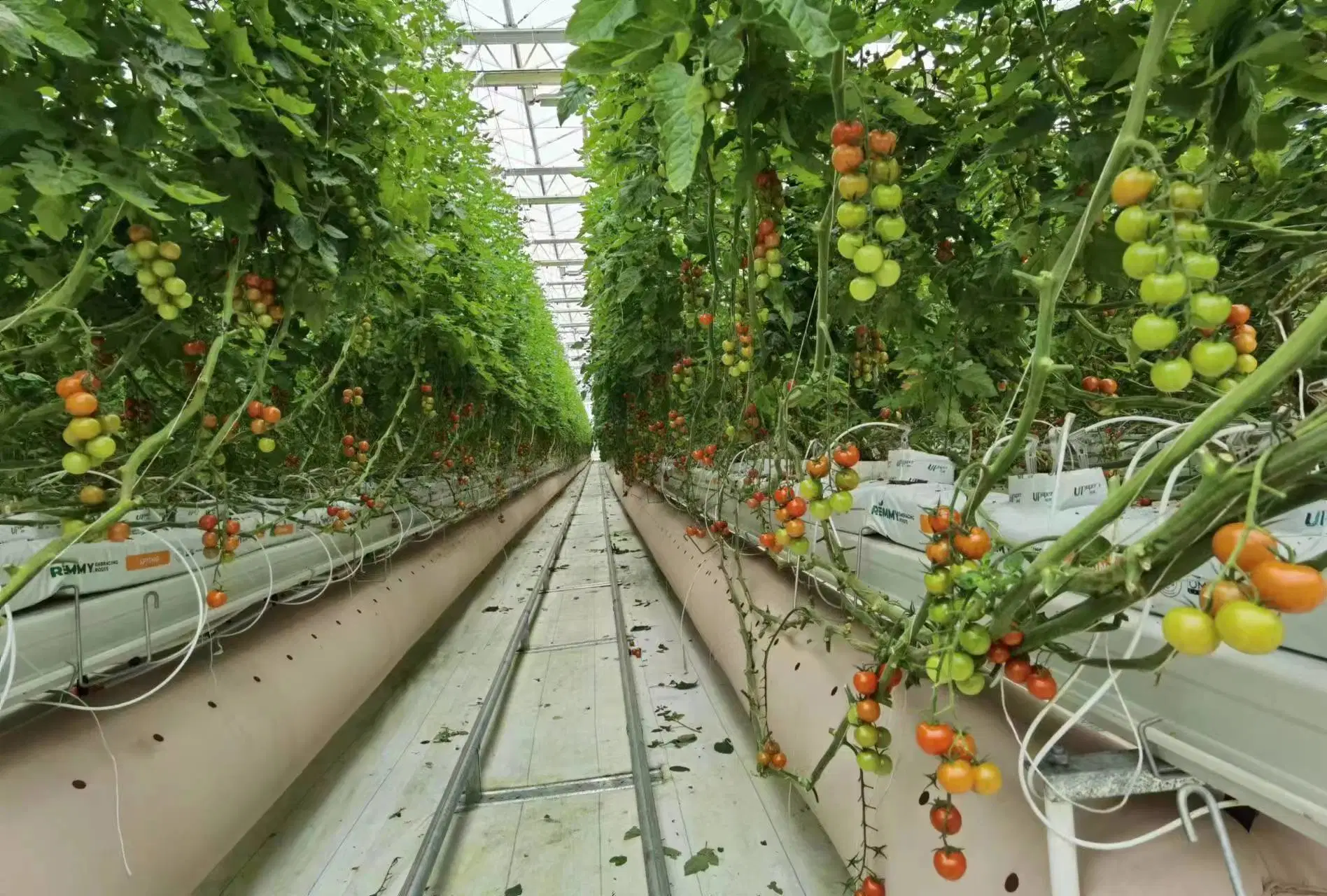 Tomate invernadero/ sistema hidropónico de riego