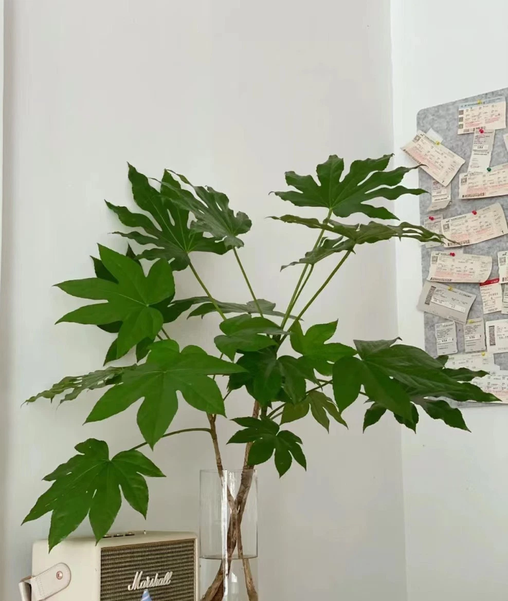 Hojas de corte fresco Bajiao hoja para la hermosa decoración de flores de jardín