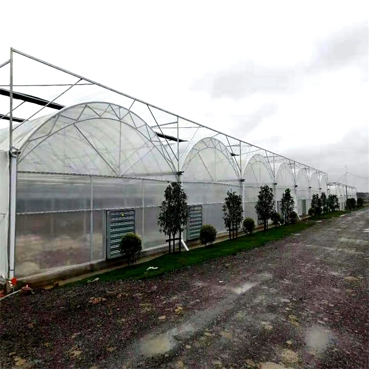 Econimic Muti-Span Plastic PE/Po Film Agriculture Greenhouses Low Cost Poly Tunnel Green Houses for Fruit/Flower/Vegetable/Tomato/Cucumber/Eggplant/Strawberry