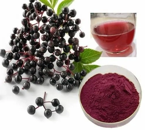 E. K approvisionnement en usine d'herbes avec extrait de plante certifié ISO extrait d'Elderberry / extrait d'Elderberry noir avec anthocyanine 5%