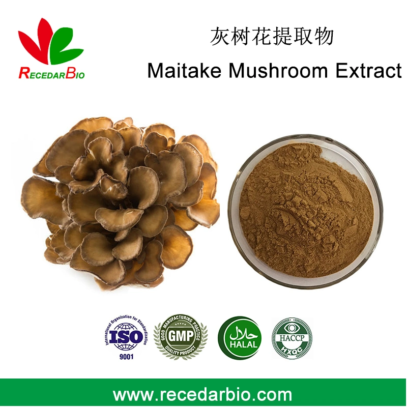 30% Polysaccharide Maitake Mushroom Extract Grifola Frondosa Extract Powder