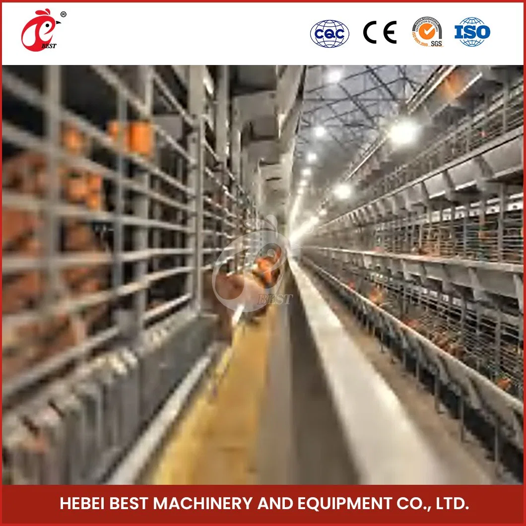 Bestchickencage H Frame Broiler Cages China a Type Layer Chicken Cage Suppliers High-Accuracy Broiler Rearing Cage