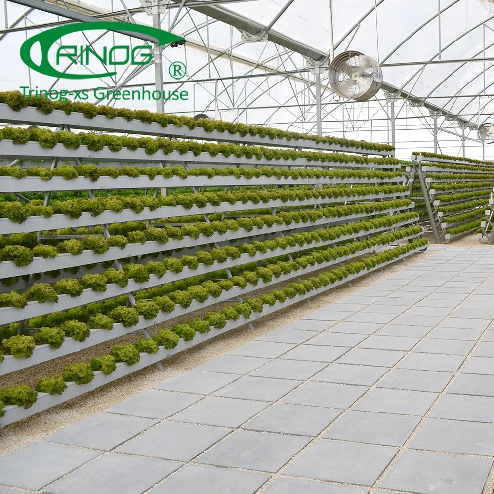 Po Film Agriculture Polycarbonate Hydroponics Greenhouse for Tomato Planting