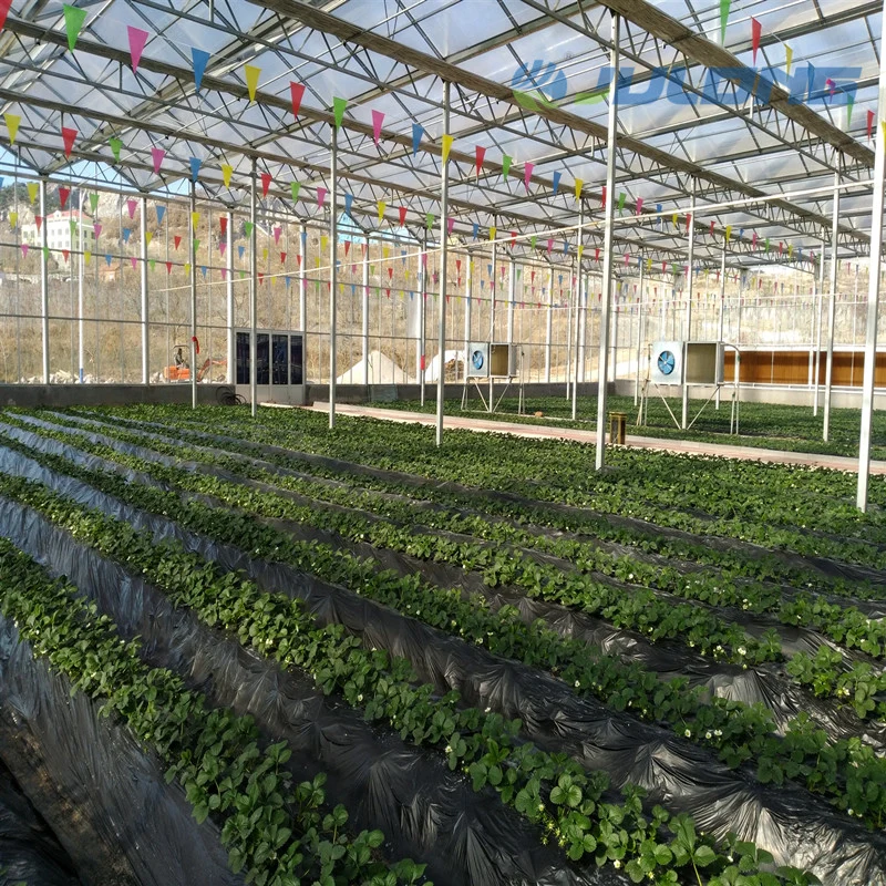 Complete Glass Multi-Span Greenhouse for Agricultural