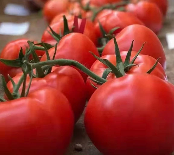 High quality/High cost performance Healthy Red Tomato Seed Vegetable Seeds