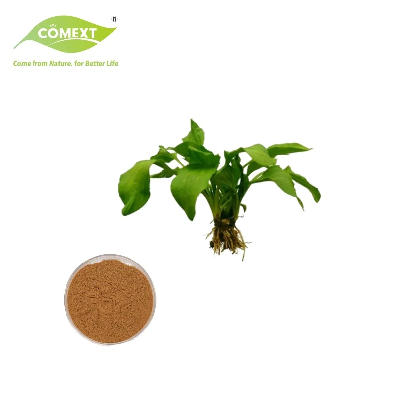 Comext ISO Factory Asiatic Plantain Herb Powder/Psyllium Husk Extract Powder/Plantain Powder Extract