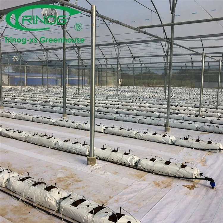 High quality/High cost performance  Multi-Span Galvanized Steel Structure Film Green House for Flowers and Grass Planting