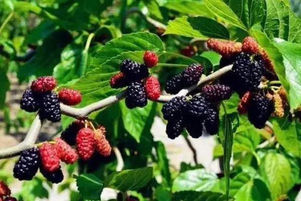 Großhandel Natürliche Pflanzenextrakt 1% 1-Deoxynojirimycin Mulberry Blatt Extrakt China Werk