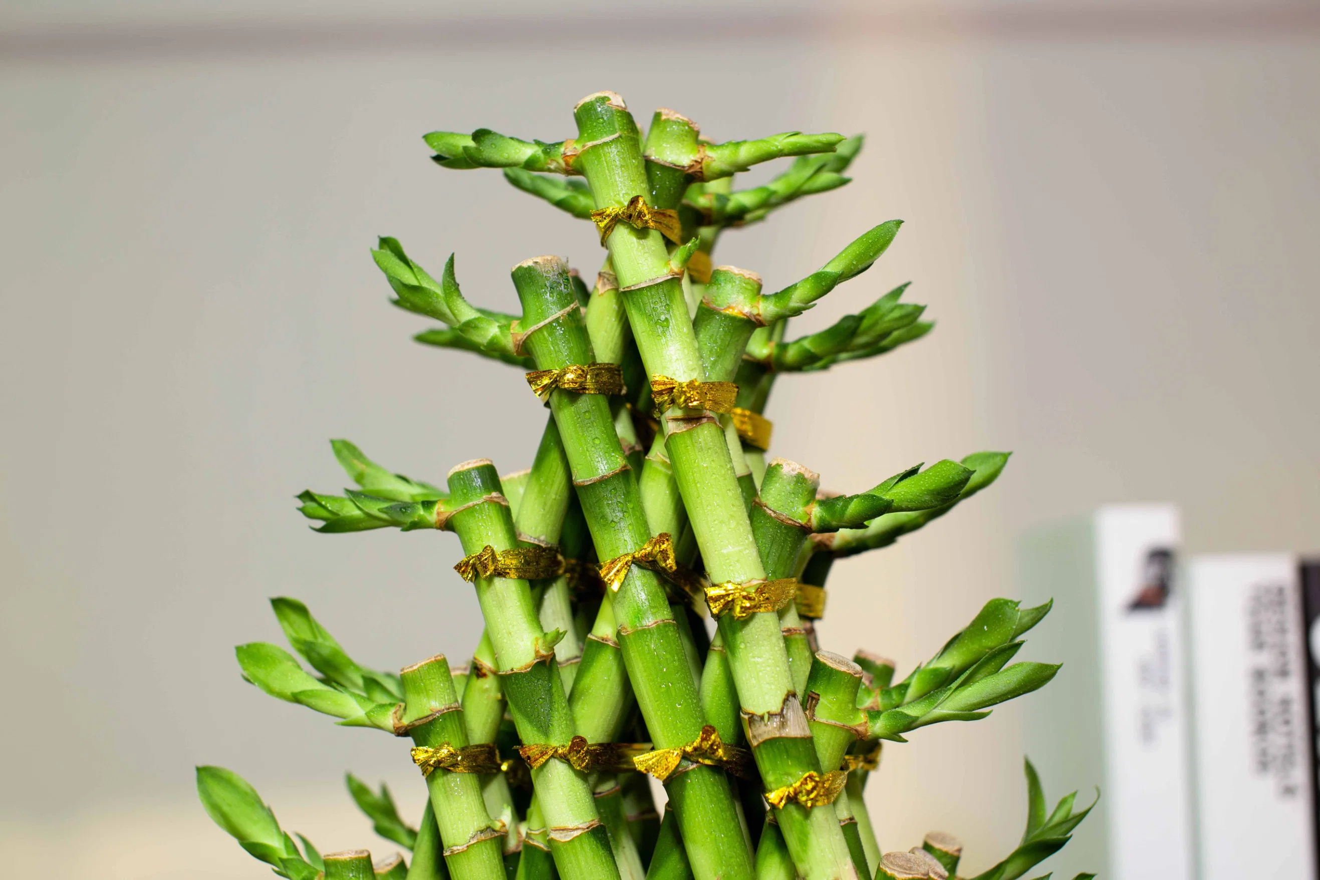 الهرم Bonsai Dracaena Sanderiana Lucky Bamboo حجرة نوم الطفل منزل حي النبات الديكور بالجملة