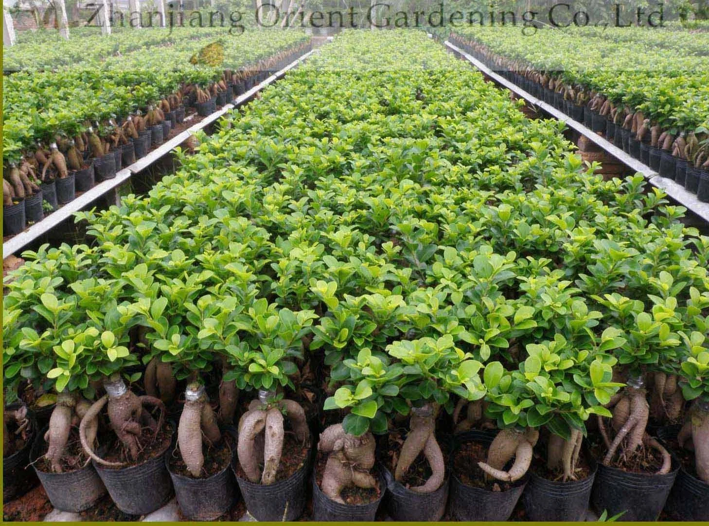 Best Wholesale/Supplier China Ficus Bonsai Plant Natural Ginseng Farm for Garden