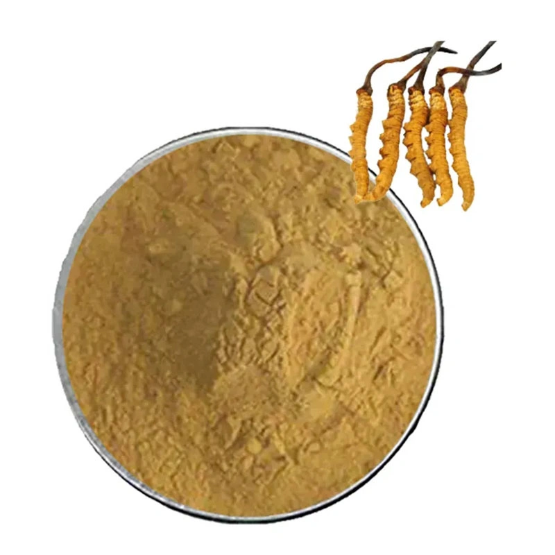 Extrait de plantes usine fourniture de Cordyceps organiques mycélium Cordyceps Sinensis extraits