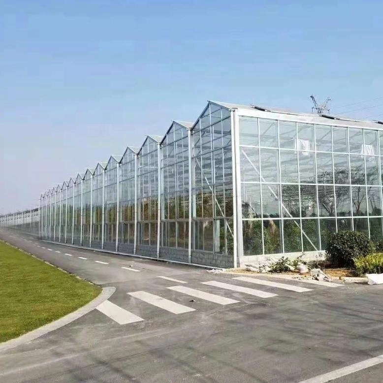 Agricultural Single Span Poly Film Glass Covered Greenhouse for Tomatoes