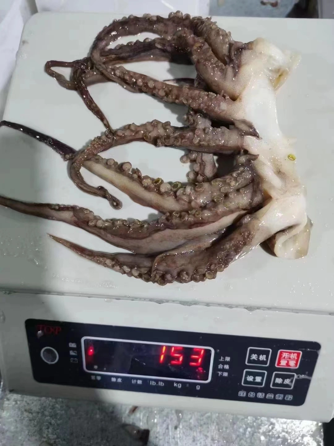 مجمّد هوت سالوس سيفوود igas Squid/Calamar POTA stenacle مع رخيصة السعر