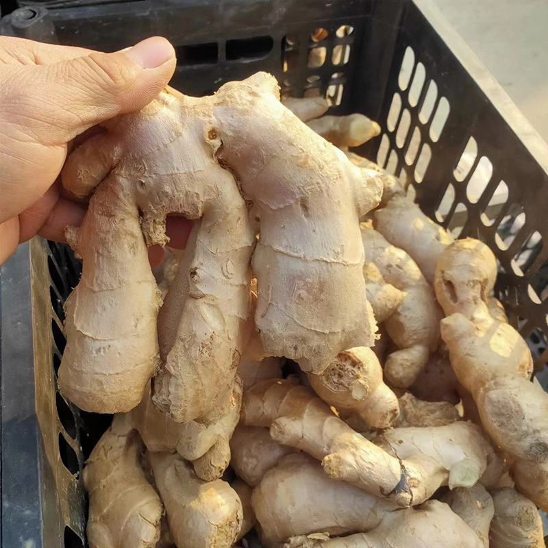 Chinesisch Trocken Ingwer Groß Frisch Ingwer