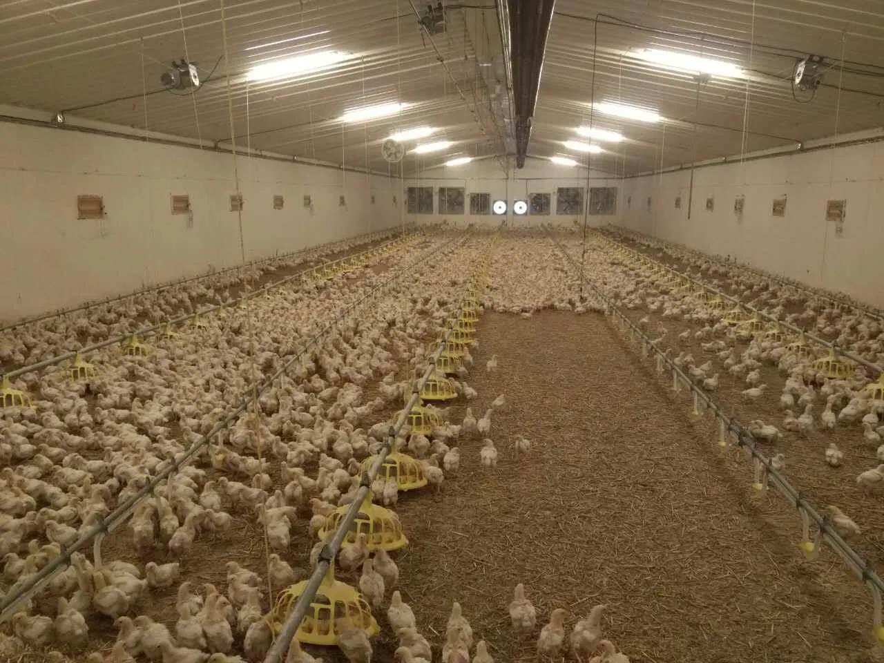 Descuento África Hot Selling Comercial de Acero Avicultura Casa/Chicken Granja edificio Fotos África Hot Selling Commercial Steel Poultry House/Chicken Farm