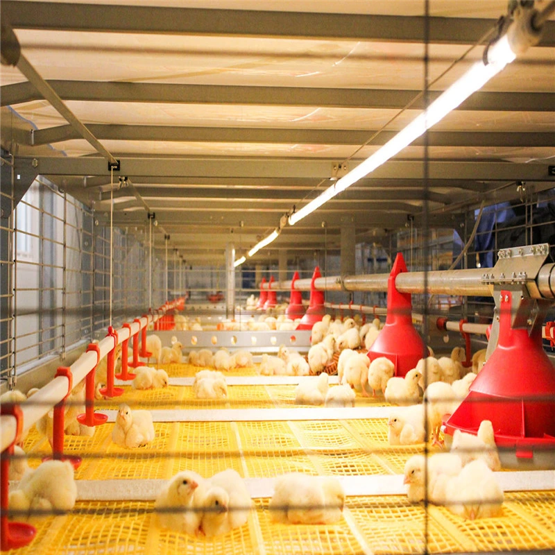 Full Set Automatic Equipment System Chicken Poultry Feeding House