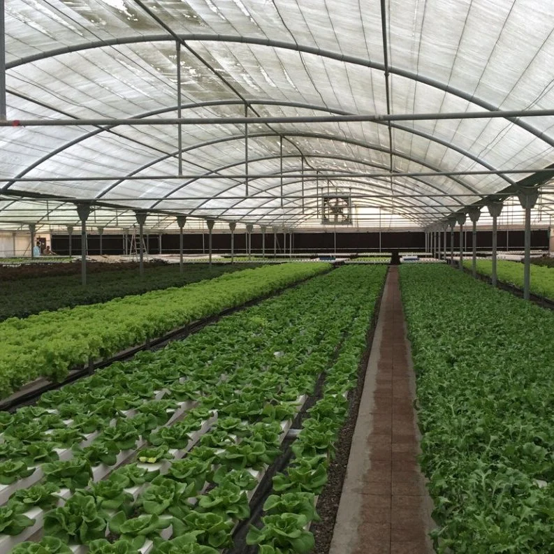 Greenhouse Agricultural Hydroponics System Hydroponics Grow Nft Channel System Manufacturer