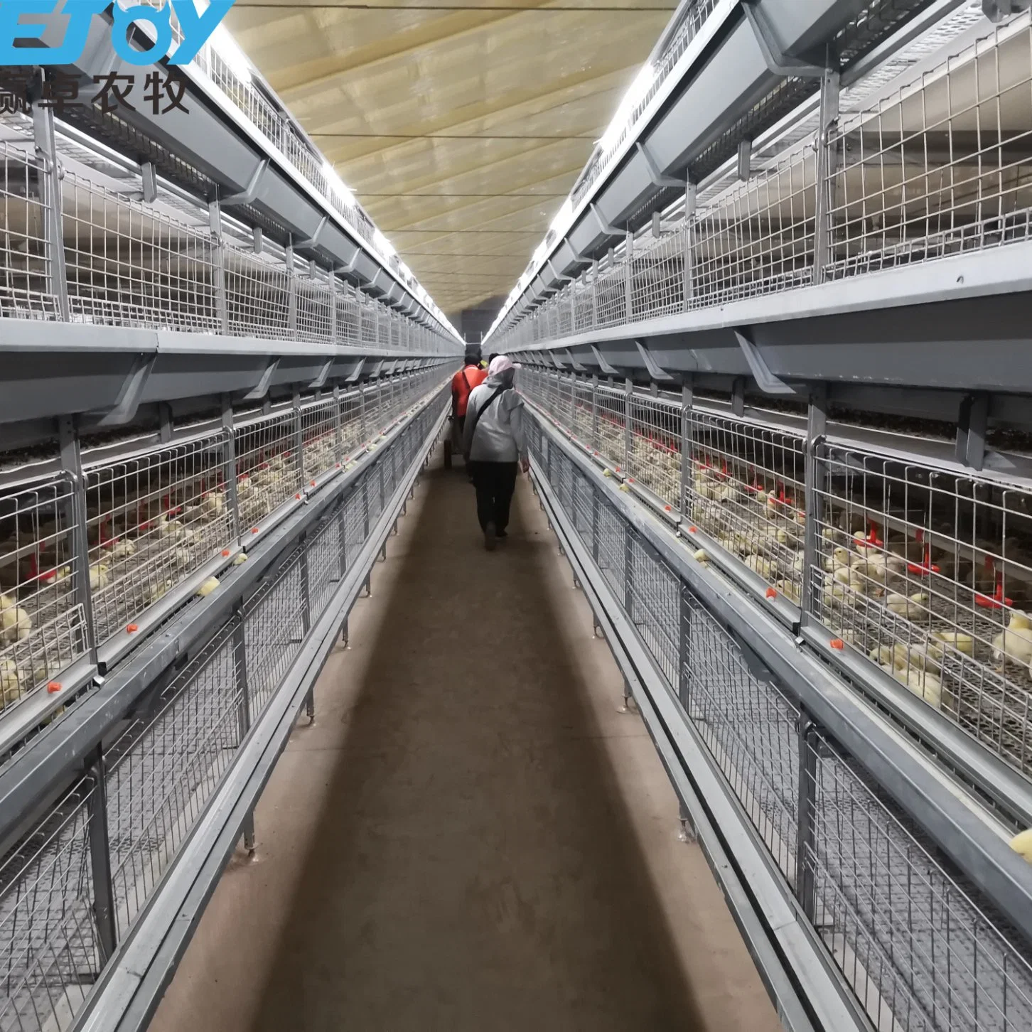 معدات تربية الدواجن H Frame Broiler Cage for Large Farm كاباسيتي 50000 + الدجاج