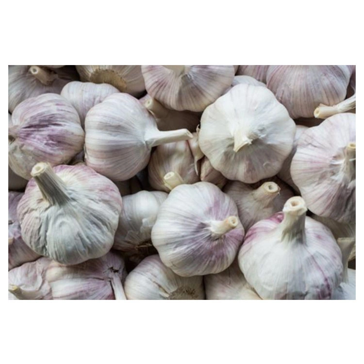 Wholesale/Supplier Fresh Normal Pure White Purple Chinese Garlic