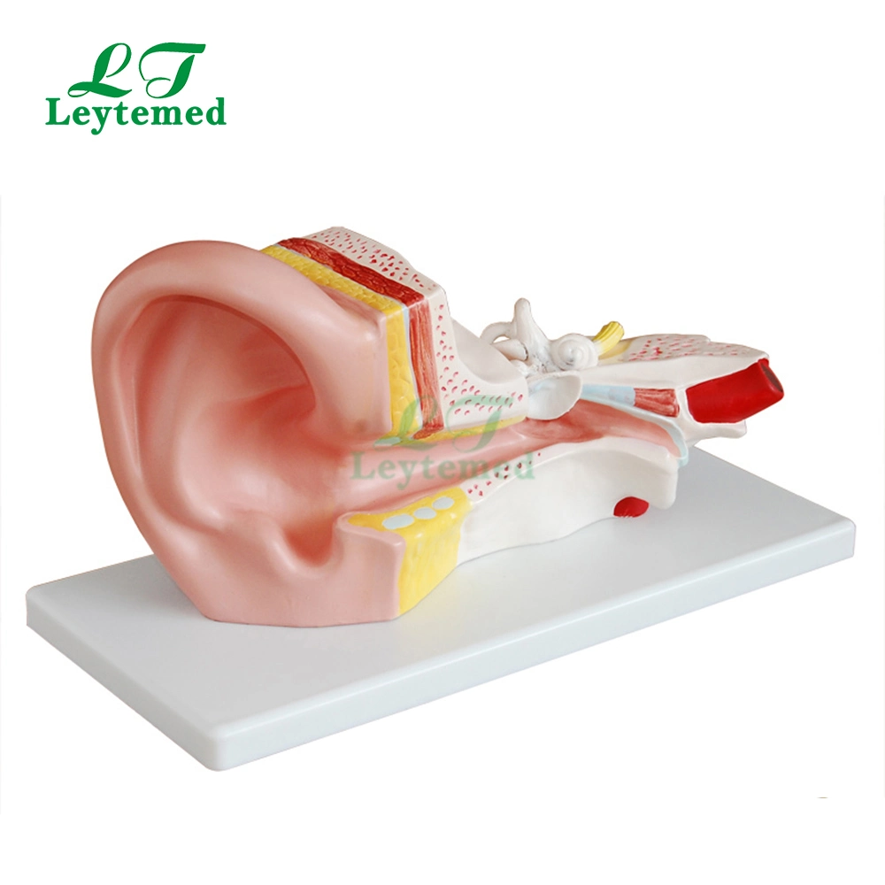 Ltm303b Anatomical PVC Ear Model for Medical Tranning