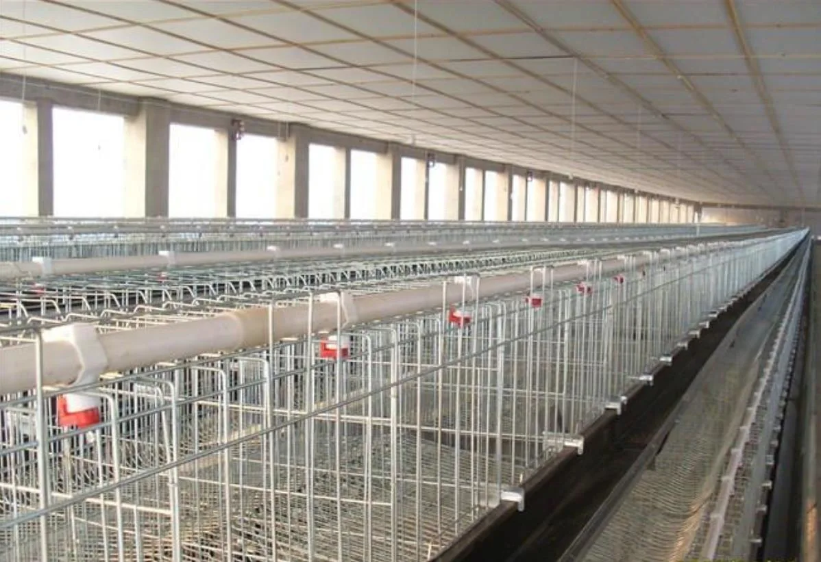 Chicken House/Drinking Line /Feeding Line for Broiler/Poultry House/Poultry Farms/Poultry Equipment