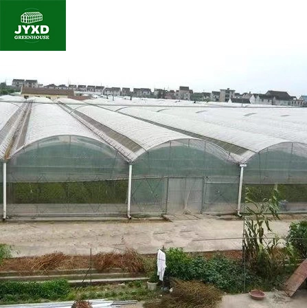 Modern Agriculture Plastic Film Multi-Span Greenhouse for Vegetables/Fruits/Flowers/Tomato/Cucumber/Lettuce/Pepper/Strawberry/Blueberry