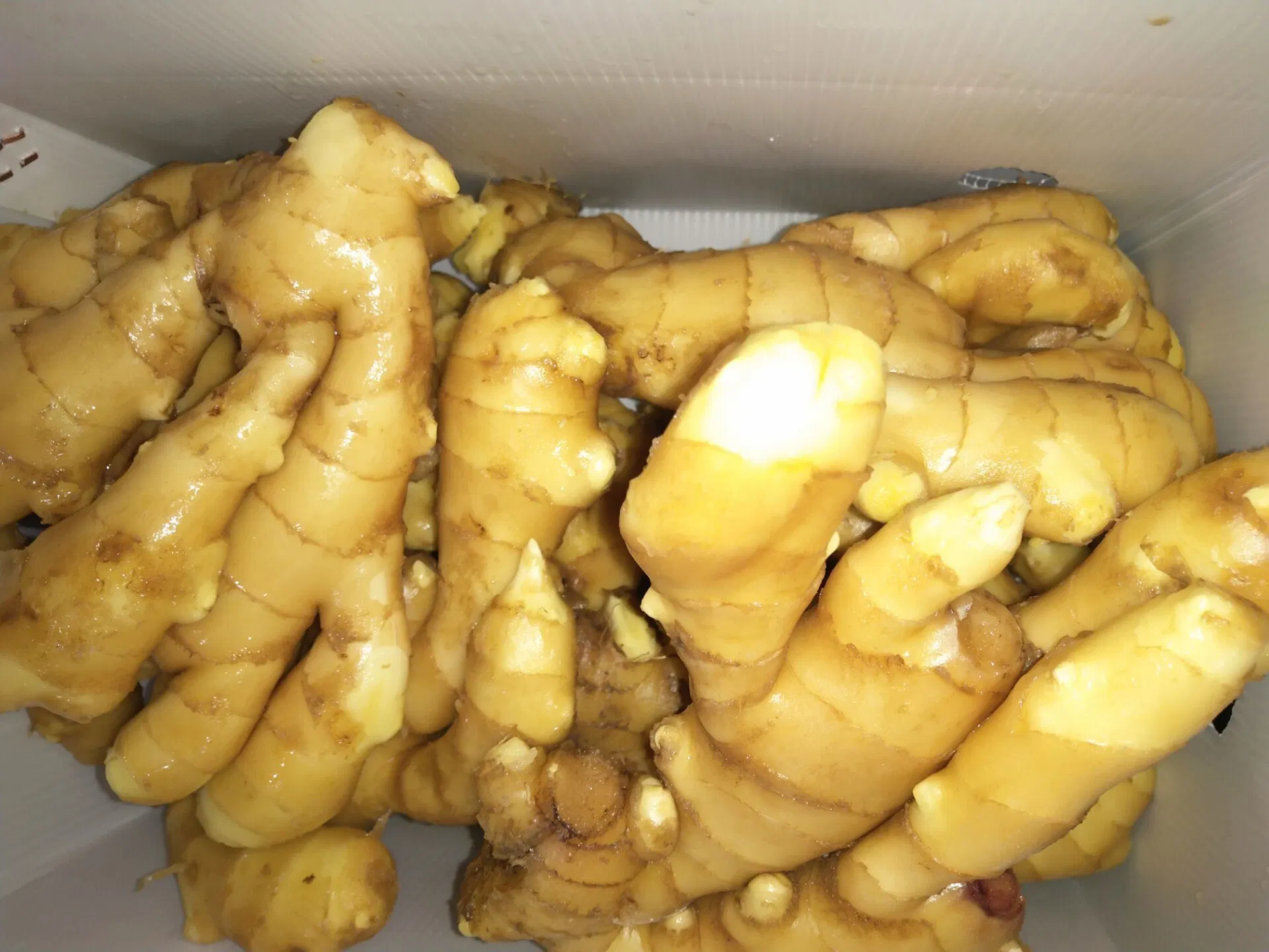 Super Quality Chinese Fresh Ginger to Canada Market