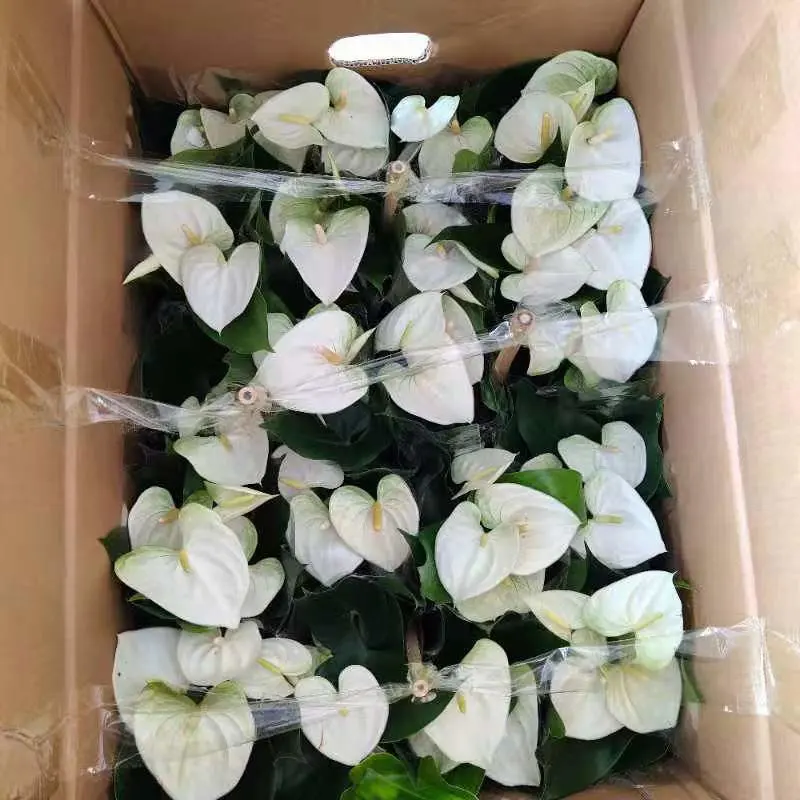 Anthurium Weiße Weihnachten Heiße Blumen Indoor Bonsai Pflanzen Gartenarbeit Live Anlage