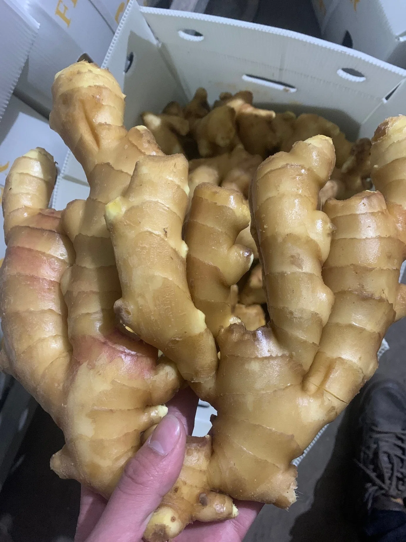 Wholesale/Supplier Organic Fresh Dry or Dried Ginger Ginger