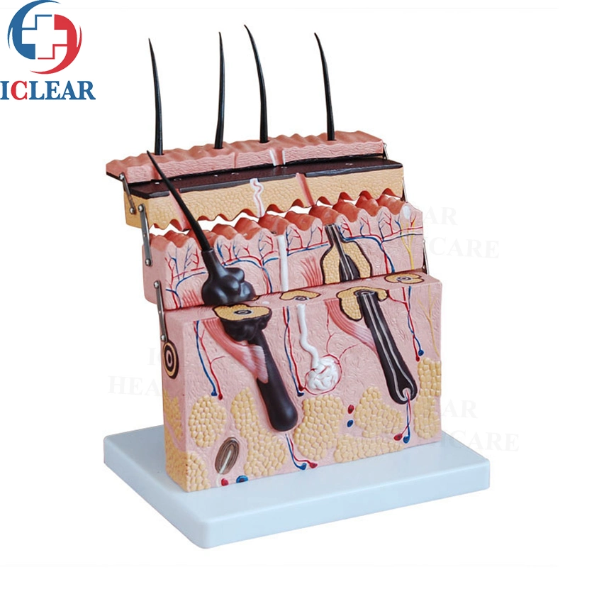 الطب البشري 3D البشرة التشريح نموذج التدريب على البشرة