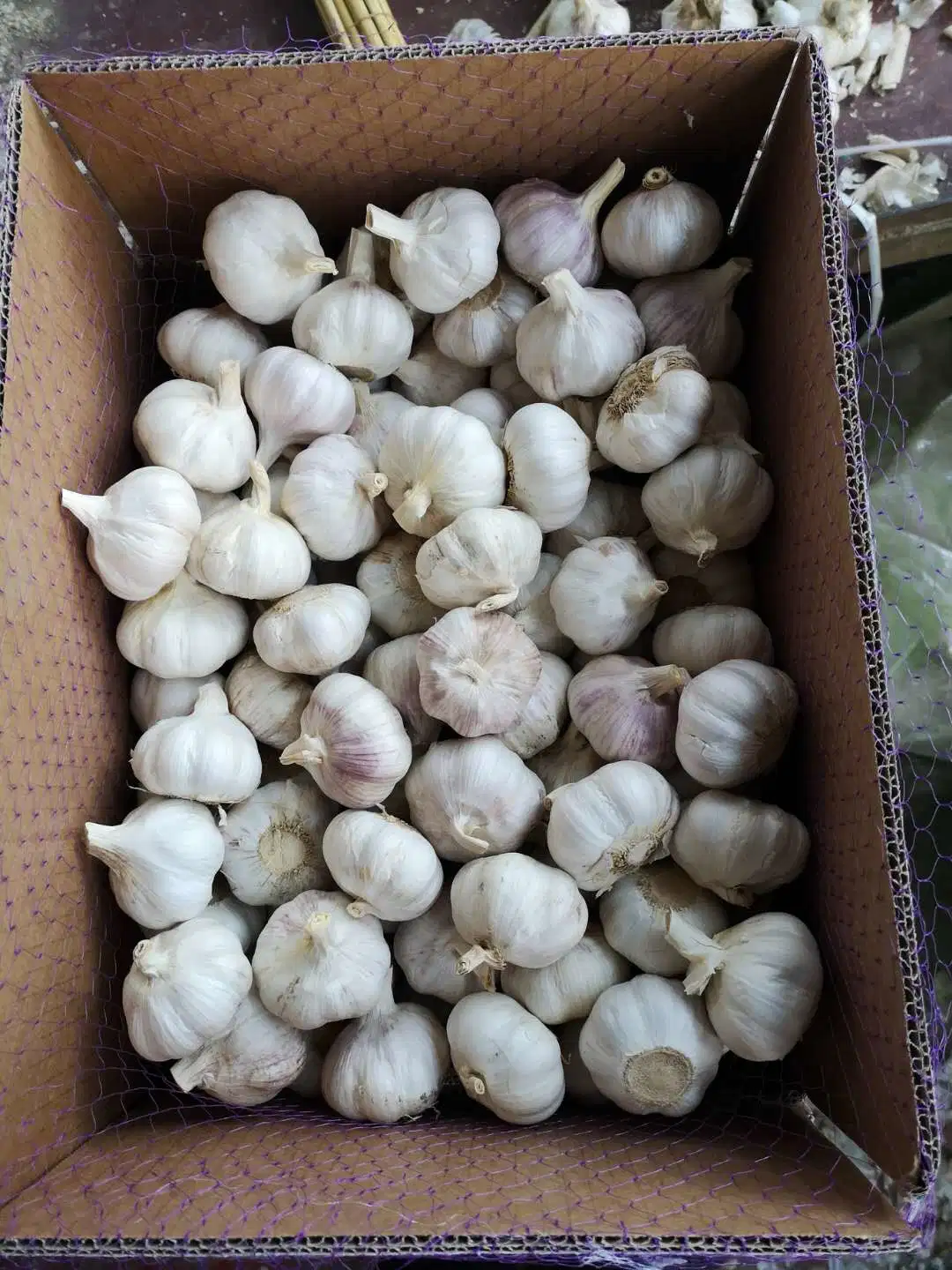 2019 Nueva Cosecha China Normal blanco/blanco puro de ajo fresco