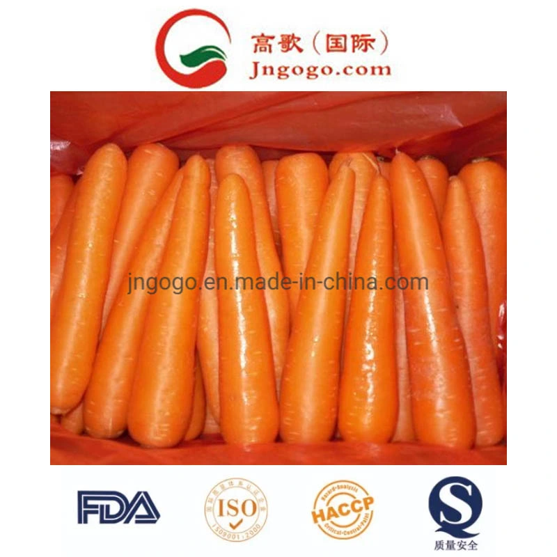 Good Quality Red Fresh Carrot Manufacture From China