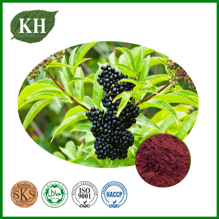 Извлеките Elderberry черного цвета 5%-25% УФ Anthocyanidins Anthocyanins