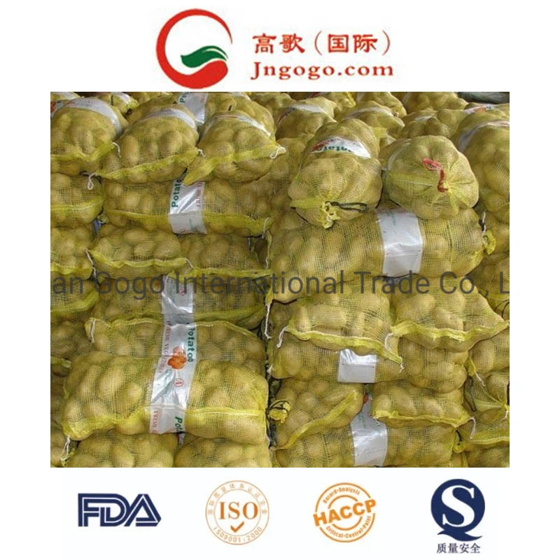 Proveedor de oro en China la patata fresca (100-200g)