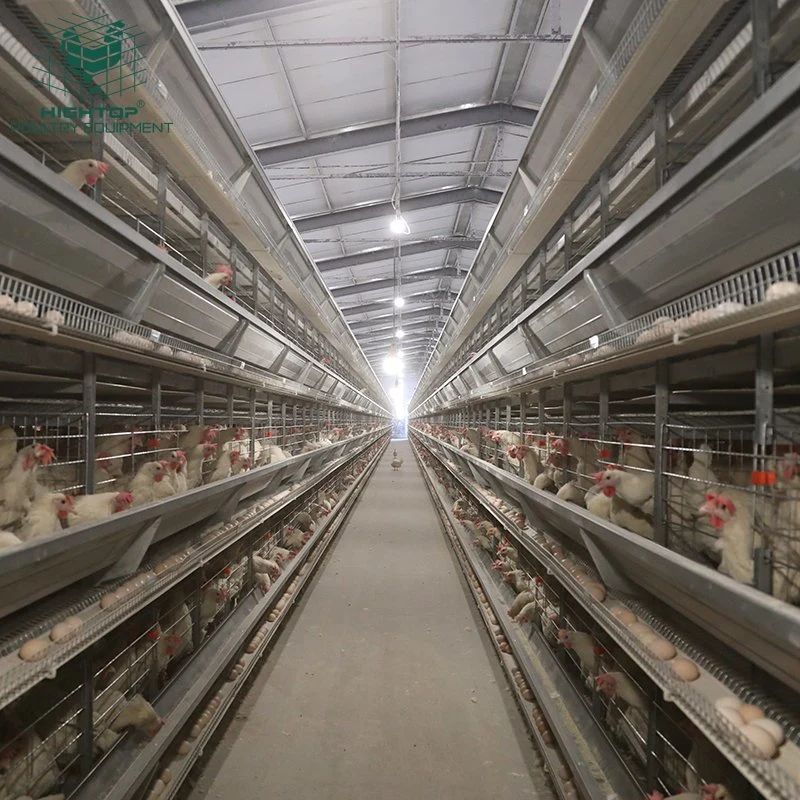 Egg Layer Poultry Farming Equipment H Type Fully Automatic Battery Chicken Cage