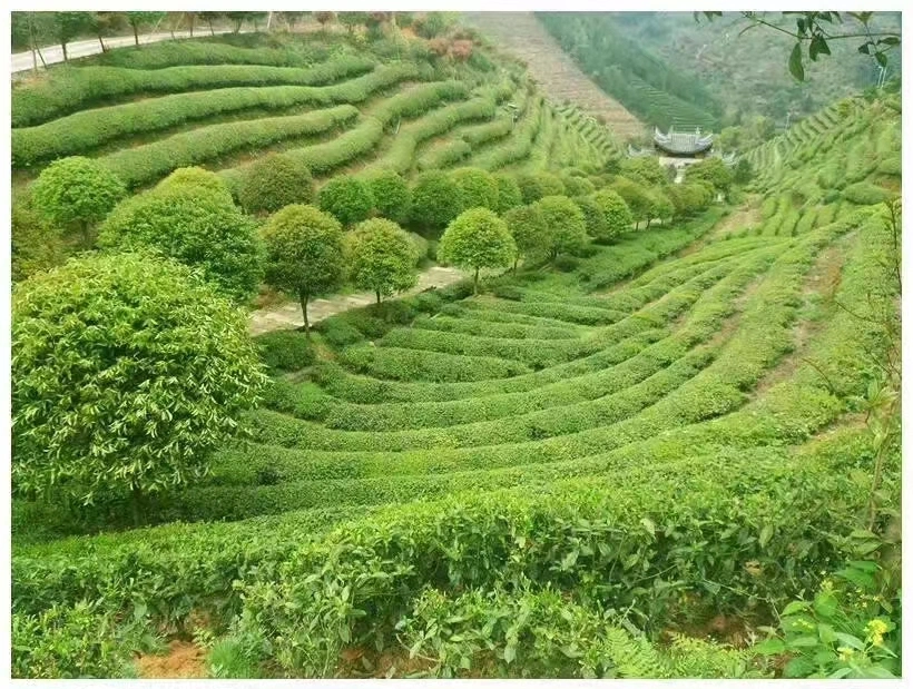 Nueva cosecha Rendimiento de alta calidad/alto costo China pérdida saludable de Peso Tea Cloud Té verde