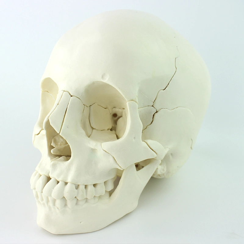 Lehrdemonstration Skelett Schädel Kit 22 Einzelne Knochen Menschliche Modelle Mit natürlicher Größe