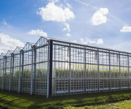 PC Sheet Steel Structure Frame House Polycarbonate Greenhouse with Hydroponic System