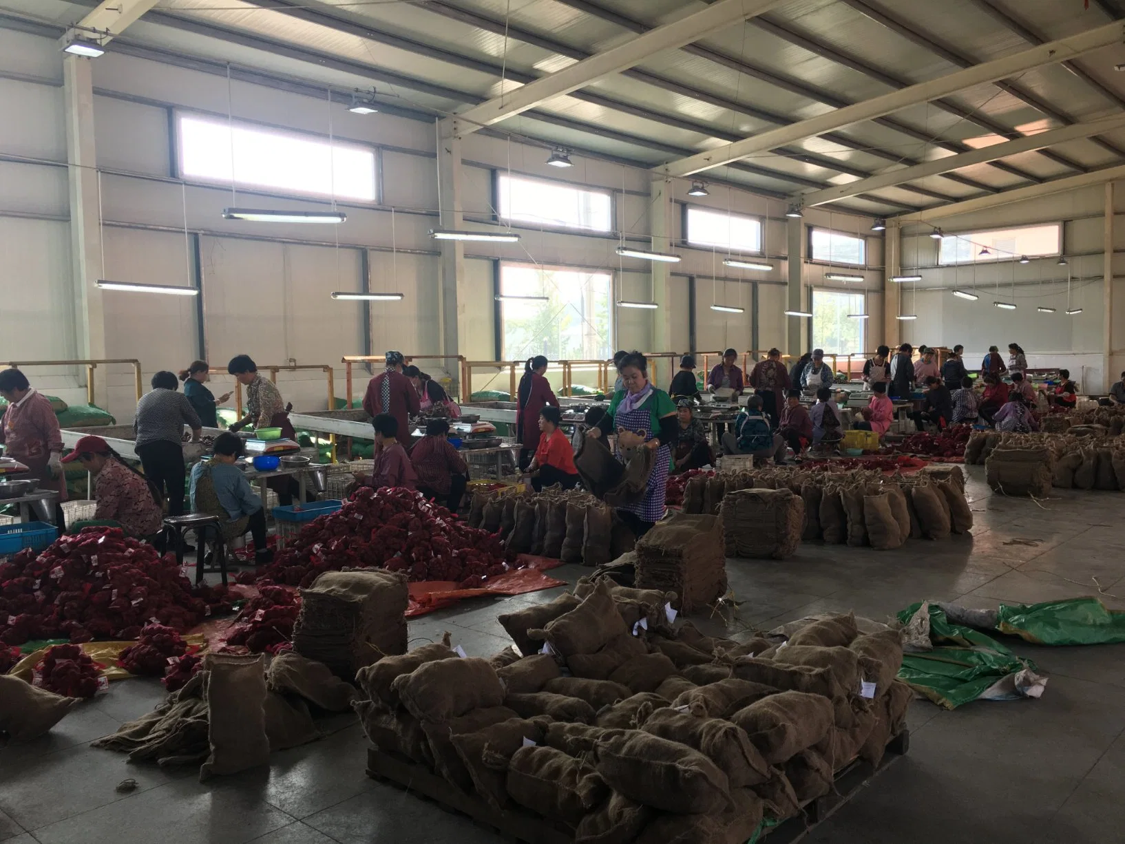 Taian Chestnut Exporting to Israel