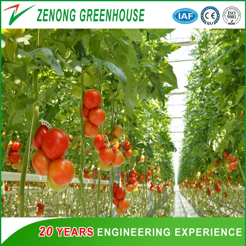 Effizientes Polycarbonat Gewächshaus und hydroponic growing System für Tomaten und Salat