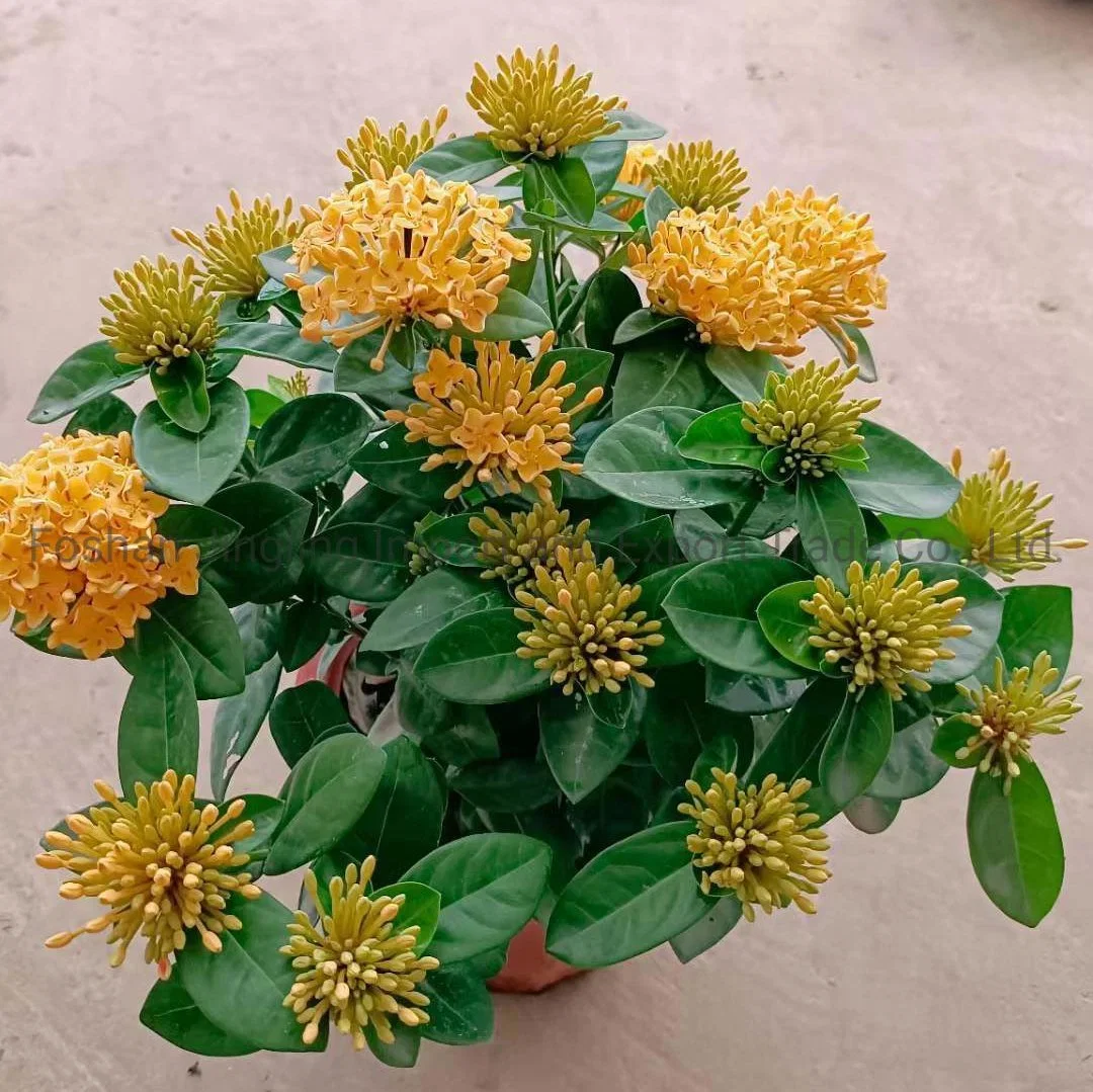 Wholesale/Supplier Ixora Chinese Orange Live Plants Flower Plants Bonsai Best Planting Indoor Plants