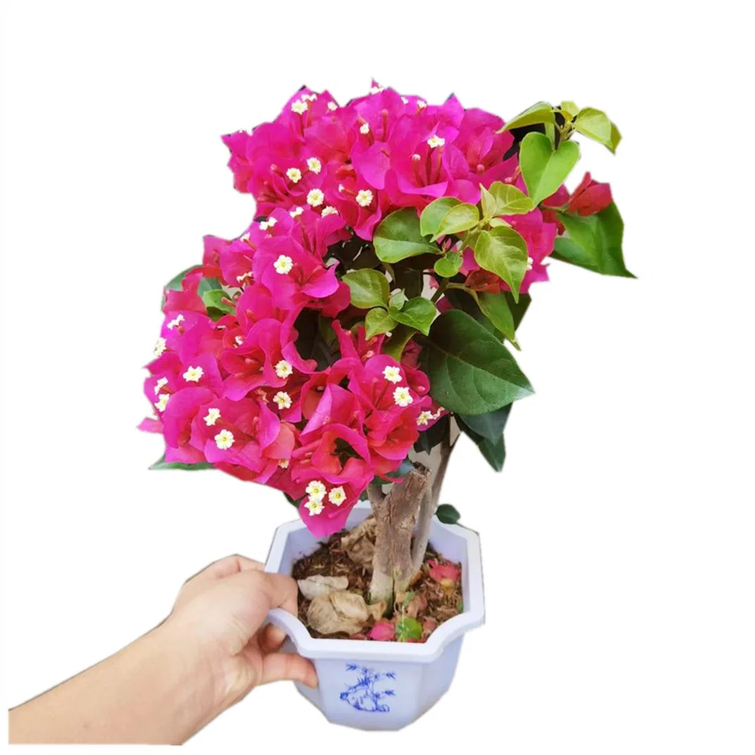 Bougainvillea Live Plants Bonsai Bougainvillea Spectabilis Price