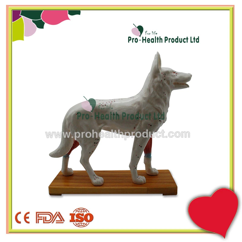 Medical Acupuncture Dog Model For Teaching