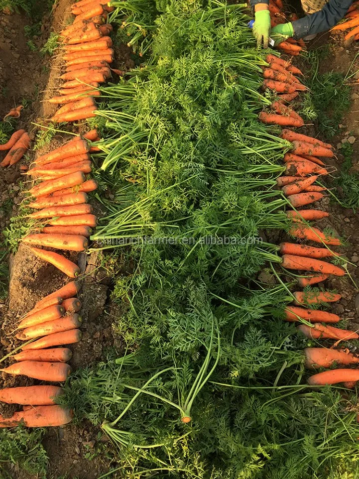 New Crop Shandong Carrot Just Harvest